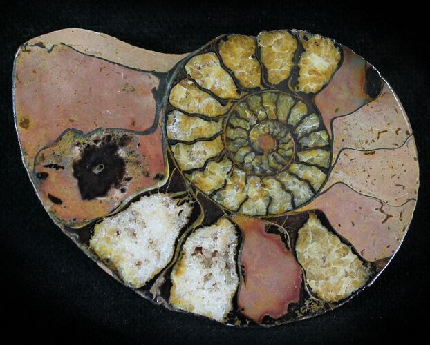 Iron Replaced Ammonite Fossil (Half) #23890